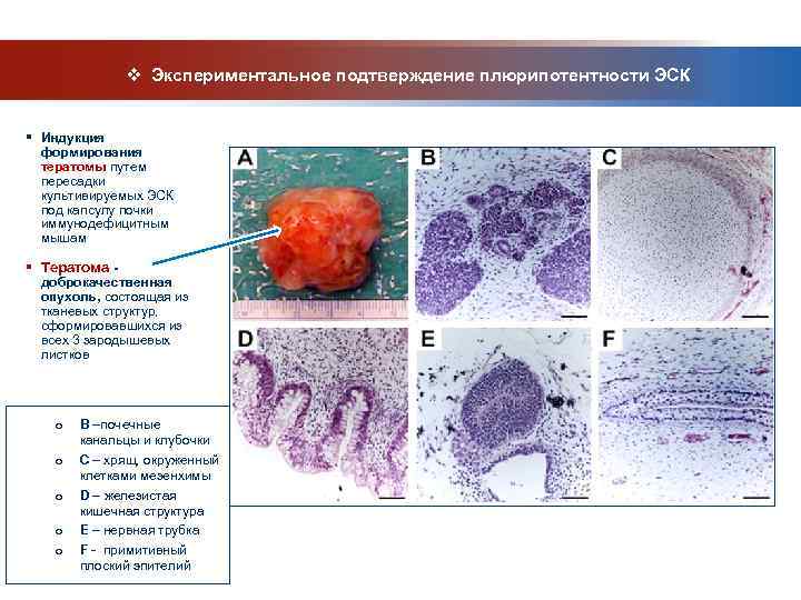     v Экспериментальное подтверждение плюрипотентности ЭСК  § Индукция  формирования