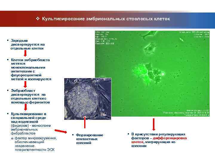    v Культивирование эмбриональных стволовых клеток  § Зародыш  диспергируется на