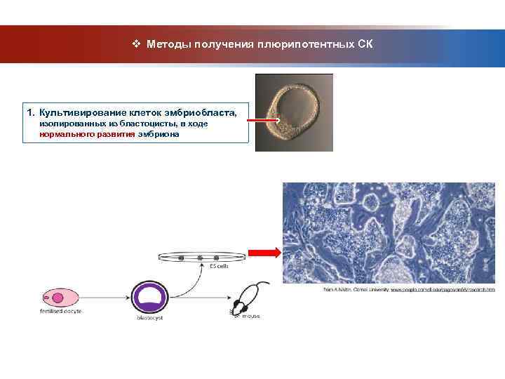      v Методы получения плюрипотентных СК 1. Культивирование клеток эмбриобласта,