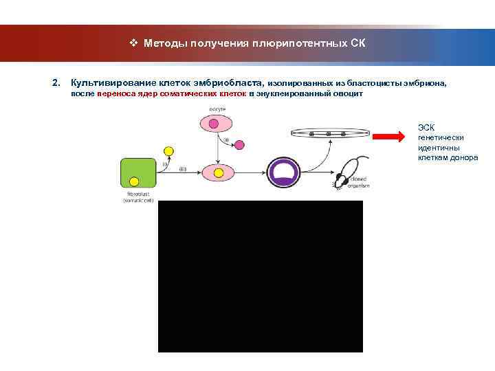    v Методы получения плюрипотентных СК  2.  Культивирование клеток эмбриобласта,