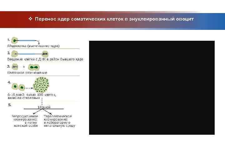 v Перенос ядер соматических клеток в энуклеированный овоцит 
