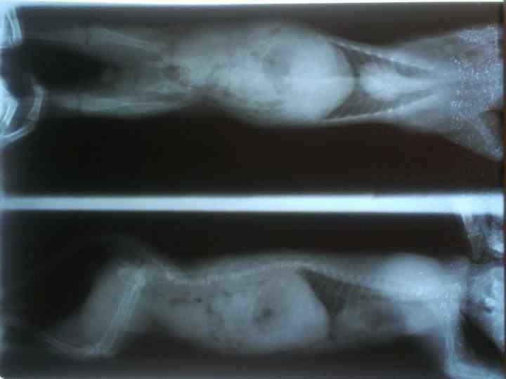  • При рентгенографическом исследовании архитектоника губчатого вещества кости практически не просматривается, но диагностируется