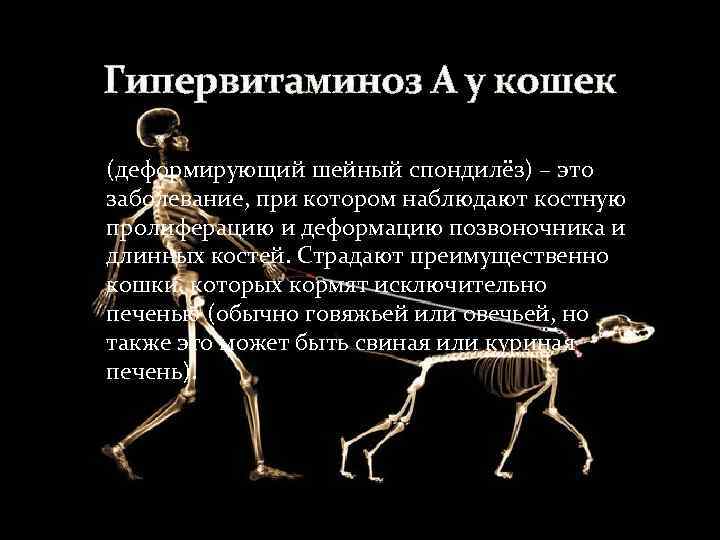 Гипервитаминоз А у кошек (деформирующий шейный спондилёз) – это заболевание, при котором наблюдают костную