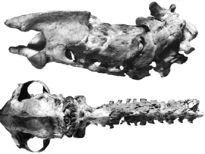 Заболевание обусловлено повышенным содержанием витамина А в печени. Также заболевание может проявляться при излишнем