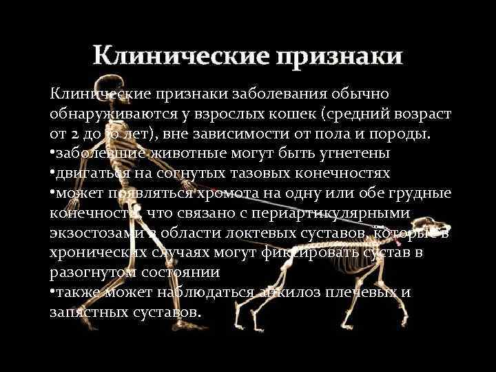  Клинические признаки заболевания обычно обнаруживаются у взрослых кошек (средний возраст от 2 до