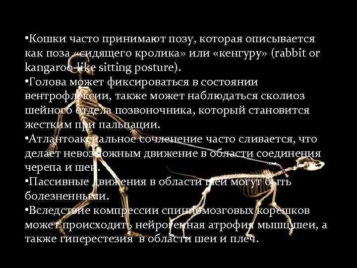  • Кошки часто принимают позу, которая описывается как поза «сидящего кролика» или «кенгуру»