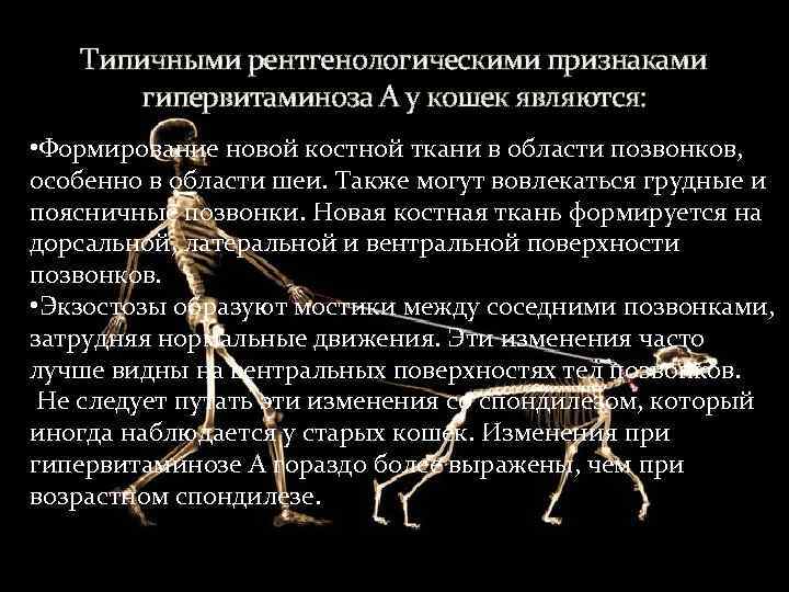   Типичными рентгенологическими признаками   гипервитаминоза А у кошек являются:  •