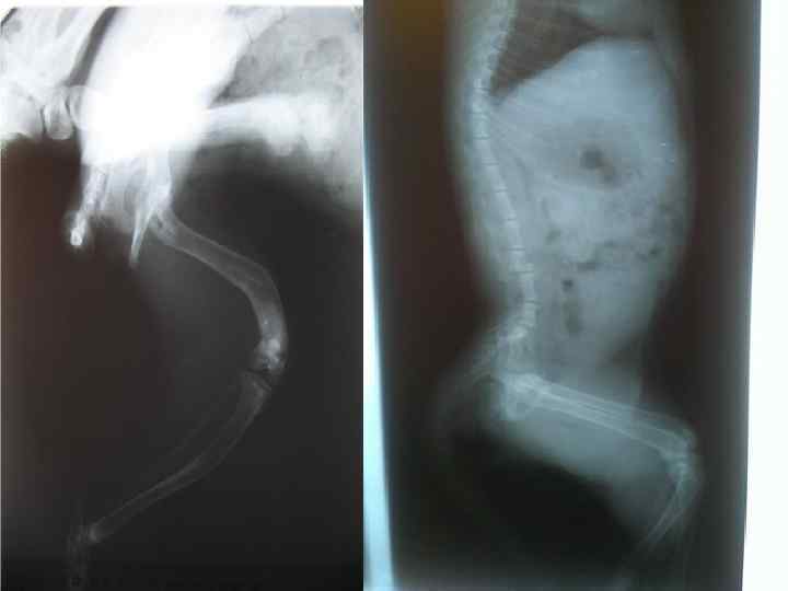 Клинические признаки • нарушение роста щенков и котят  • искривление конечностей  •