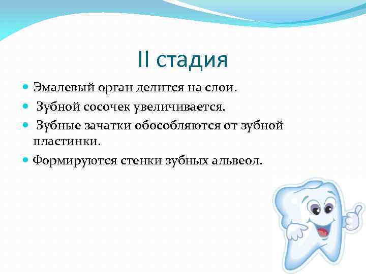   II стадия  Эмалевый орган делится на слои.  Зубной сосочек