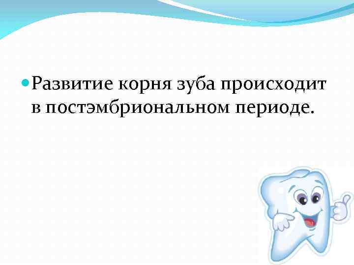  Развитие корня зуба происходит в постэмбриональном периоде. 