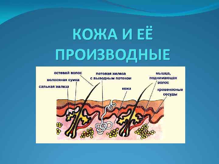 КОЖА И ЕЁ ПРОИЗВОДНЫЕ КОЖА И ЕЁ ПРОИЗВОДНЫЕ
