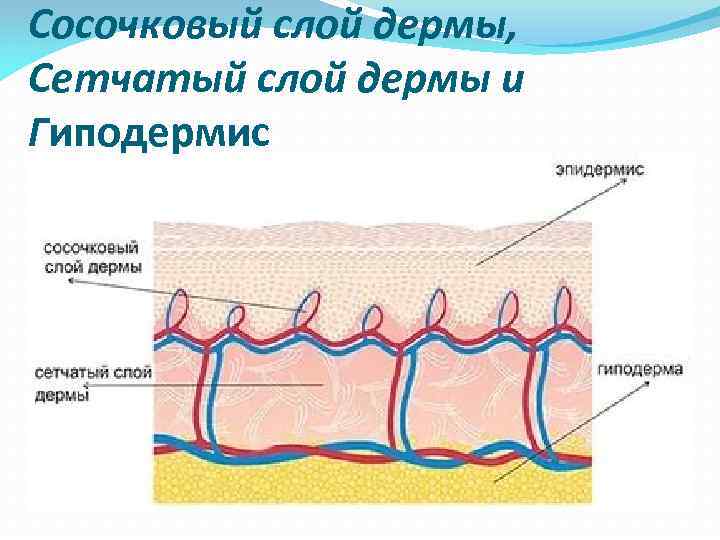 Сосочковый слой дермы, Сетчатый слой дермы и Гиподермис Сосочковый слой дермы, Сетчатый слой дермы и Гиподермис