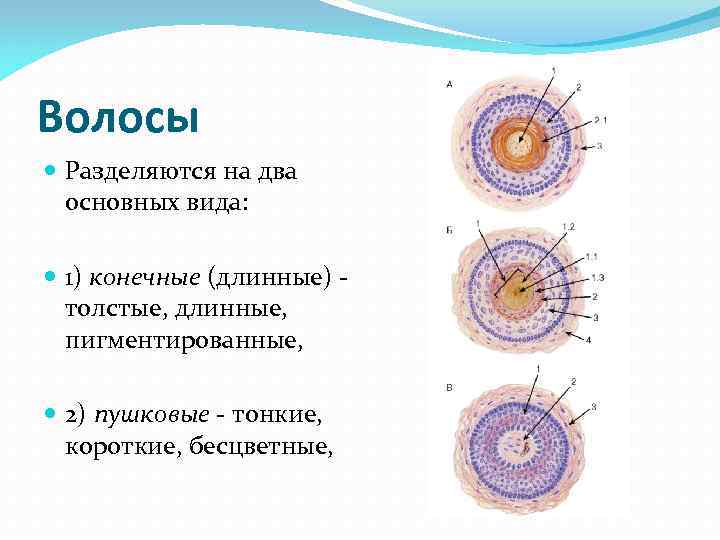Волосы Разделяются на два основных вида: 1) конечные (длинные) - толстые, Волосы Разделяются на два основных вида: 1) конечные (длинные) - толстые,