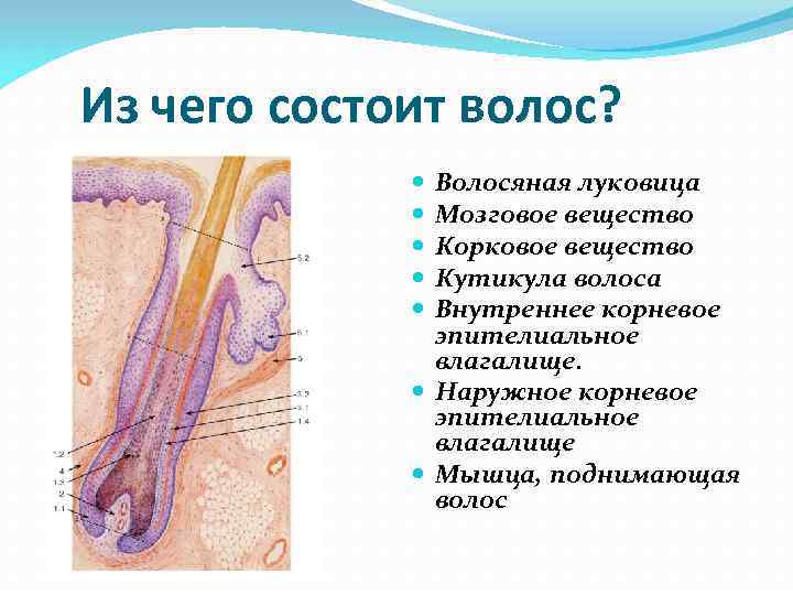 Из чего состоит волос? Волосяная луковица Мозговое вещество Из чего состоит волос? Волосяная луковица Мозговое вещество