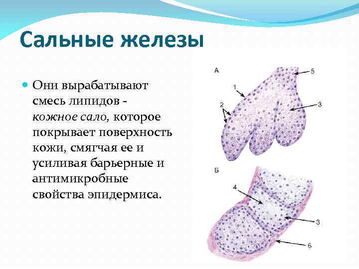 Сальные железы Они вырабатывают смесь липидов - кожное сало, которое Сальные железы Они вырабатывают смесь липидов - кожное сало, которое