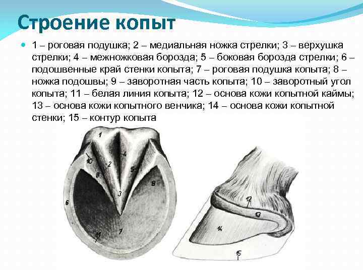 Строение копыт 1 – роговая подушка; 2 – медиальная ножка стрелки; 3 – Строение копыт 1 – роговая подушка; 2 – медиальная ножка стрелки; 3 –