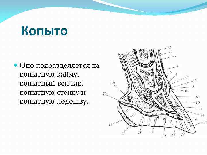 Копыто Оно подразделяется на копытную кайму, копытный венчик, копытную стенку и Копыто Оно подразделяется на копытную кайму, копытный венчик, копытную стенку и