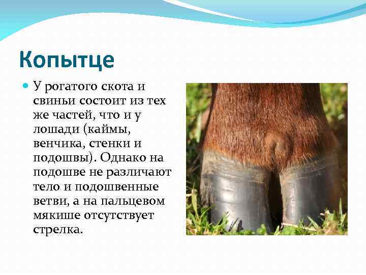 Копытце У рогатого скота и свиньи состоит из тех же частей, Копытце У рогатого скота и свиньи состоит из тех же частей,