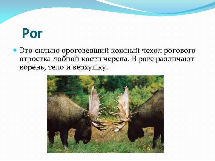 Рог Это сильно ороговевший кожный чехол рогового отростка лобной кости черепа. Рог Это сильно ороговевший кожный чехол рогового отростка лобной кости черепа.