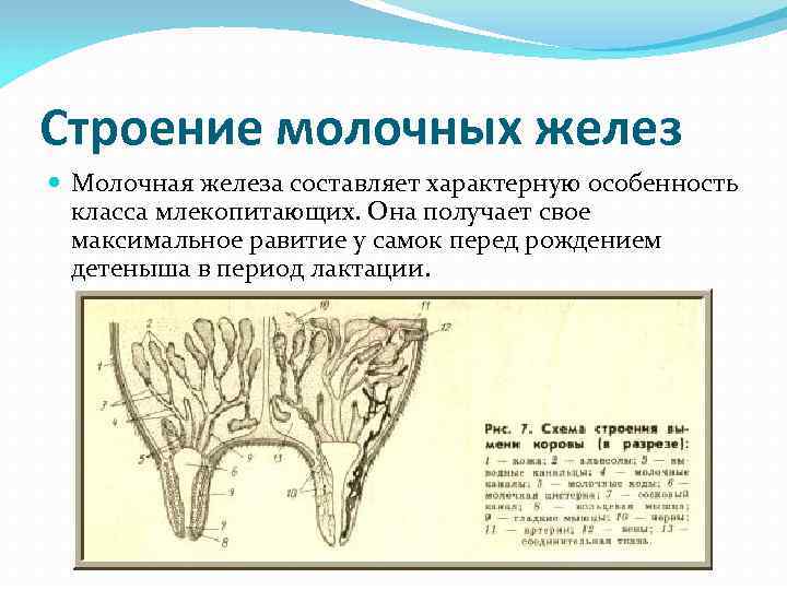 Строение молочных желез Молочная железа составляет характерную особенность класса млекопитающих. Она получает Строение молочных желез Молочная железа составляет характерную особенность класса млекопитающих. Она получает