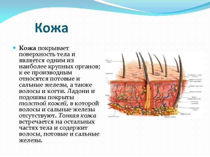 Кожа покрывает поверхность тела и является одним из наиболее крупных Кожа покрывает поверхность тела и является одним из наиболее крупных