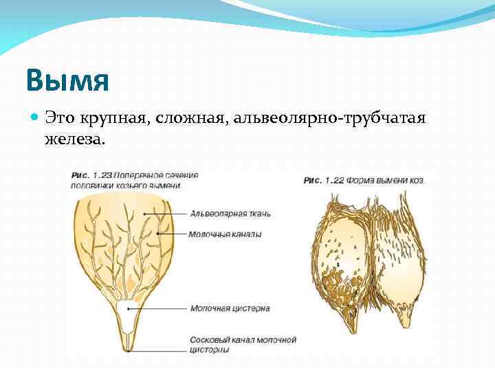 Вымя Это крупная, сложная, альвеолярно-трубчатая железа. Вымя Это крупная, сложная, альвеолярно-трубчатая железа.