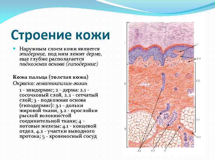Строение кожи Наружным слоем кожи является эпидермис, под ним лежит дерма, Строение кожи Наружным слоем кожи является эпидермис, под ним лежит дерма,