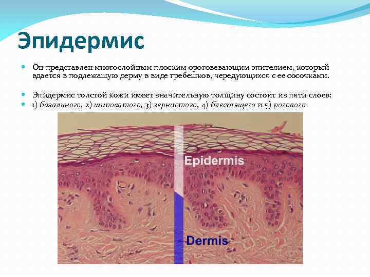 Эпидермис Он представлен многослойным плоским ороговевающим эпителием, который вдается в подлежащую дерму Эпидермис Он представлен многослойным плоским ороговевающим эпителием, который вдается в подлежащую дерму