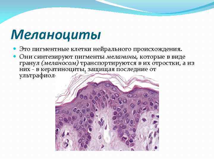 Меланоциты Это пигментные клетки нейрального происхождения. Они синтезируют пигменты меланины, которые в виде Меланоциты Это пигментные клетки нейрального происхождения. Они синтезируют пигменты меланины, которые в виде