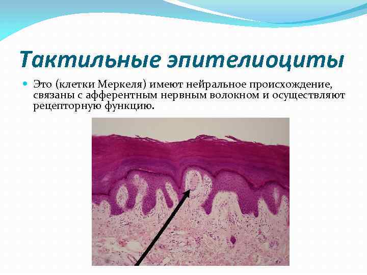 Тактильные эпителиоциты Это (клетки Меркеля) имеют нейральное происхождение, связаны с афферентным нервным волокном Тактильные эпителиоциты Это (клетки Меркеля) имеют нейральное происхождение, связаны с афферентным нервным волокном