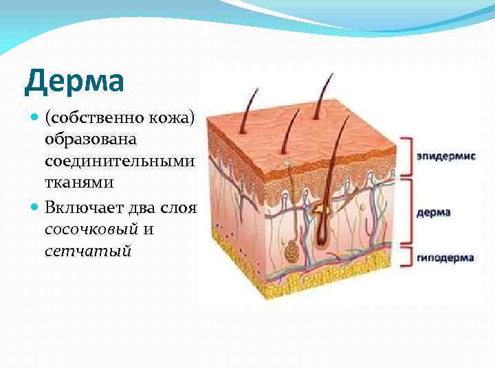 Дерма (собственно кожа) образована соединительными тканями Включает два слоя Дерма (собственно кожа) образована соединительными тканями Включает два слоя