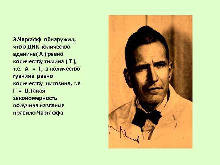 Э. Чаргафф обнаружил,  что в ДНК количество аденина( А ) равно количеству тимина