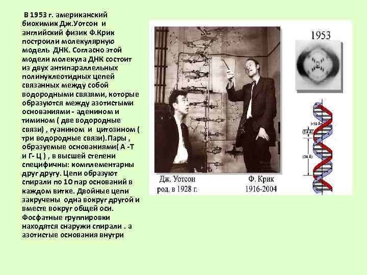  В 1953 г. американский биохимик Дж. Уотсон и английский физик Ф. Крик 