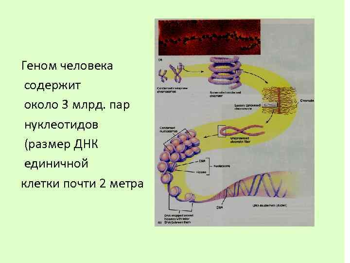 Геном человека содержит около 3 млрд. пар нуклеотидов (размер ДНК единичной клетки почти 2