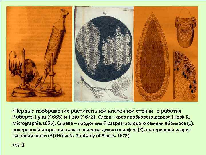  • Первые изображение растительной клеточной стенки в работах Роберта Гука (1665) и Грю