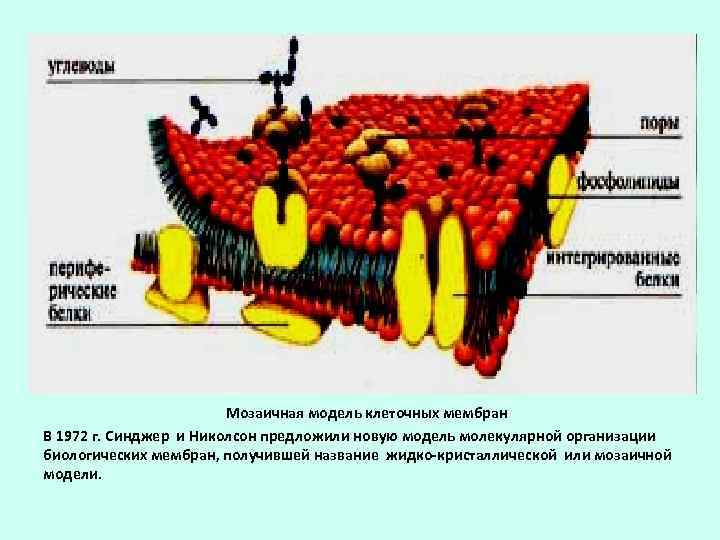 Физические модели мембран. Жидкостно мозаичная модель клеточной мембраны. Жидкостно-мозаичная модель мембраны Николсона.