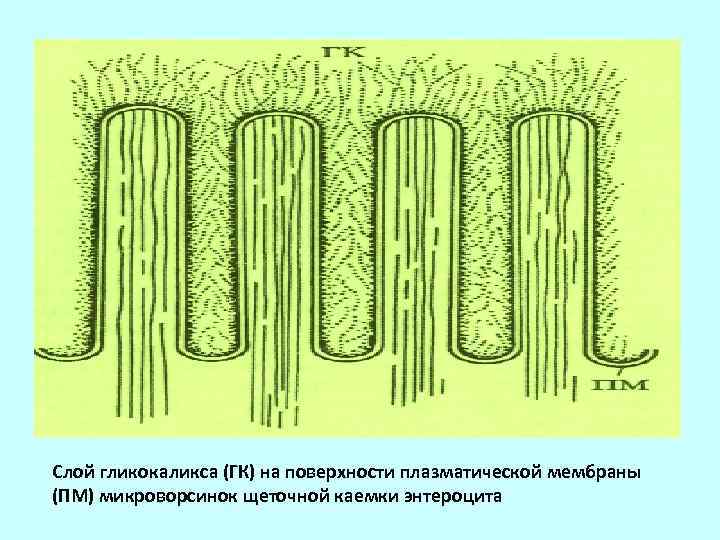 Микроворсинки животной клетки