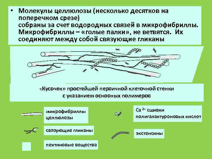  • Молекулы целлюлозы (несколько десятков на  поперечном срезе)  собраны за счет
