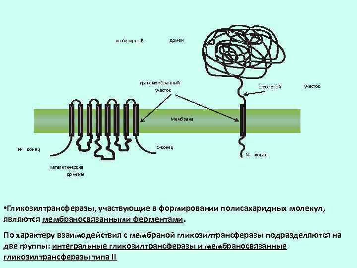       глобулярный   домен    