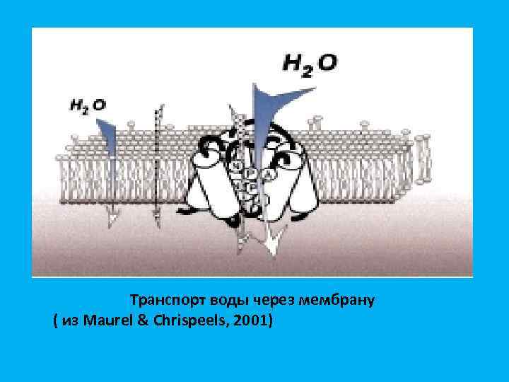    Транспорт воды через мембрану ( из Maurel & Chrispeels, 2001) 