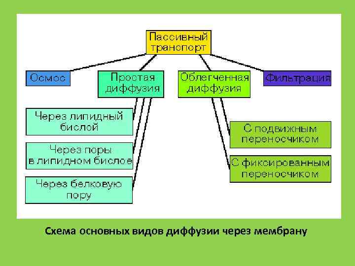 Схема основных видов диффузии через мембрану 