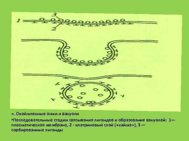  • с. Окаймленные ямки и вакуоли • Последовательные стадии связывания лигандов и образование