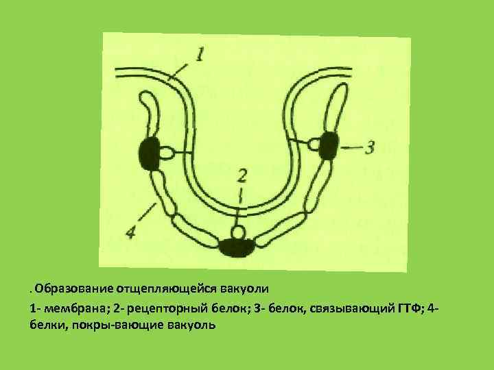 . Образование отщепляющейся вакуоли 1 мембрана; 2 рецепторный белок; 3 белок, связывающий ГТФ; 4