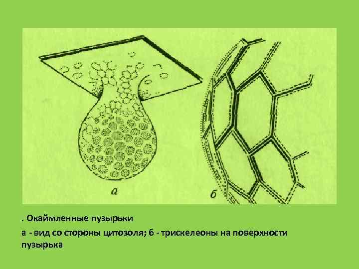 . Окаймленные пузырьки а  вид со стороны цитозоля; б  трискелеоны на поверхности