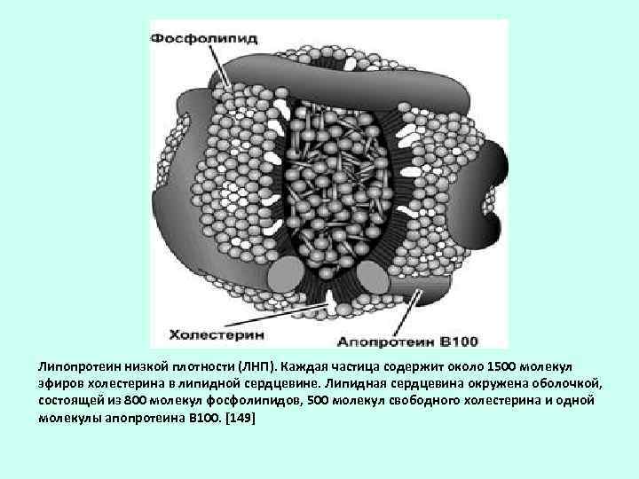 Липопротеин низкой плотности (ЛНП). Каждая частица содержит около 1500 молекул эфиров холестерина в липидной