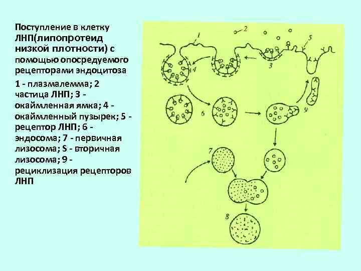 Поступление в клетку ЛНП(липопротеид низкой плотности) с помощью опосредуемого рецепторами эндоцитоза 1  плазмалемма;