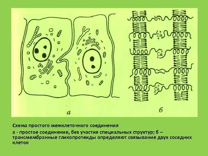 Схема простого межклеточного соединения а  простое соединение, без участия специальных структур; б –