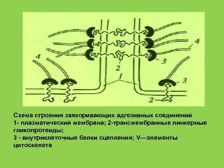 Схема строения заякоривающих адгезивных соединений 1 - плазматический мембрана; 2 -трансмембранные линкерные гликопротеиды; 3