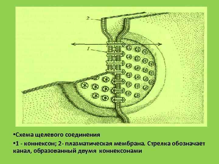  • Схема щелевого соединения • 1  коннексон; 2 плазматическая мембрана. Стрелка обозначает