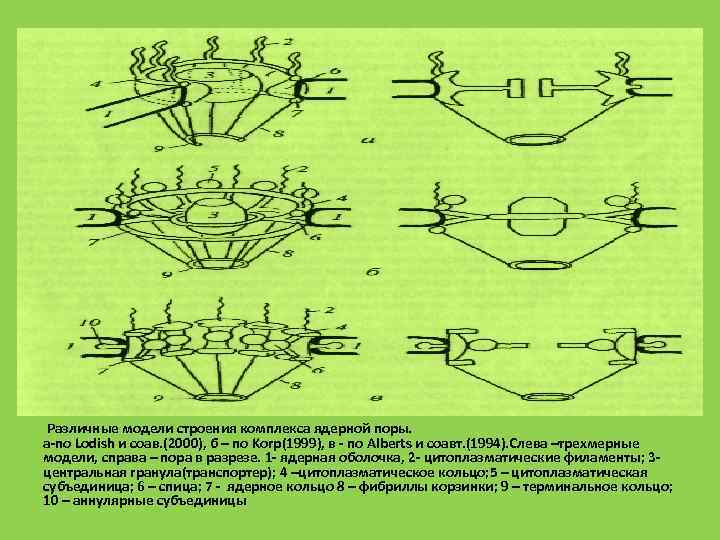  Различные модели строения комплекса ядерной поры. а-по Lodish и соав. (2000), б –